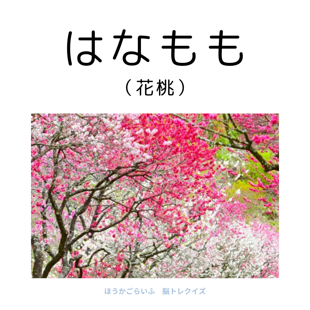 高齢者向け（無料）言葉の並び替えで脳トレしよう！文字（ひらがな）を並び替える簡単なゲーム【花の名前】健康寿命を延ばす鍵